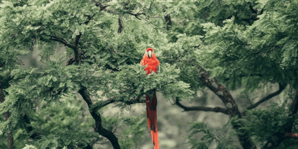 Cover for PIK assessment on COP30 closing