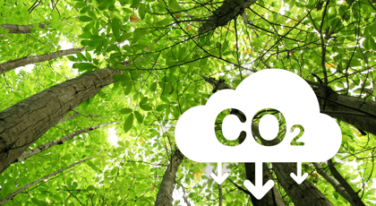 Cover for How markets should be designed for non-permanent carbon removals