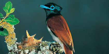 Cover for Investors need to understand Biodiversity Performance 
