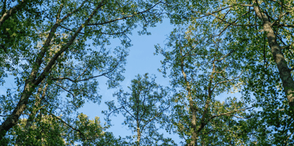 Cover for As the US Carbon Dioxide Removal Market Retreats, Other Governments Step Up