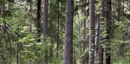 Cover for European timberland at scale – resilience, measurement and the return it produces