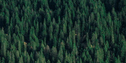 Cover for MEAG Sustainable Forestry Equity Fund acquires forest in Alabama