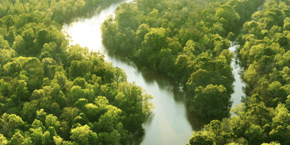 Cover for Deforestation lowers threshold for Amazon degradation to below 2°C warming
