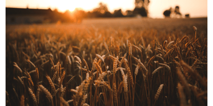 Cover for Food and Agriculture Sustainability Strategies Framework