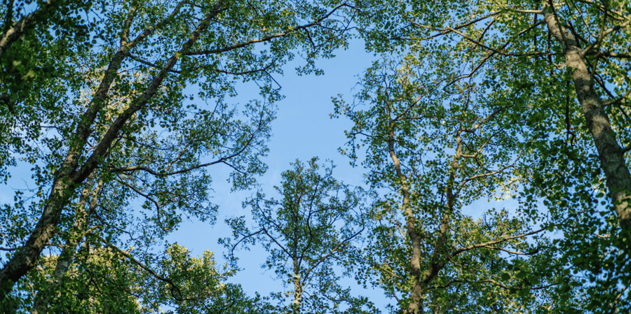 As the US Carbon Dioxide Removal Market Retreats, Other Governments Step Up